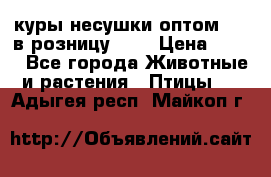 куры несушки.оптом 160 в розницу 200 › Цена ­ 200 - Все города Животные и растения » Птицы   . Адыгея респ.,Майкоп г.